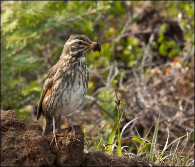 Quel peintre, prénommé Anton, au nom prédestiné, conseilla Van Gogh à ses débuts ?