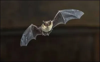Le nez-en-c�ur est une esp&egrave;ce de chauve-souris.