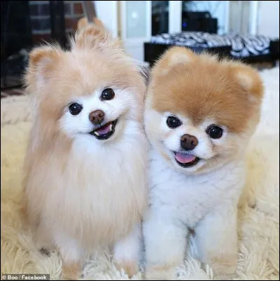 Quelle est la race de ce tout petit bout de chou poilu ?
Niveau difficile