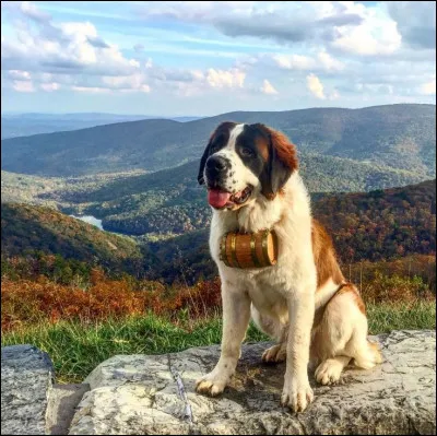 Quel est ce grand gros et beau chien bicolore ?
Niveau moyen