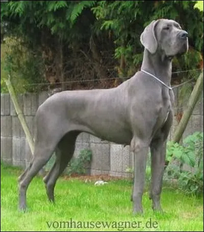 Quelle est la race de ce très grand chien ?
Niveau moyen