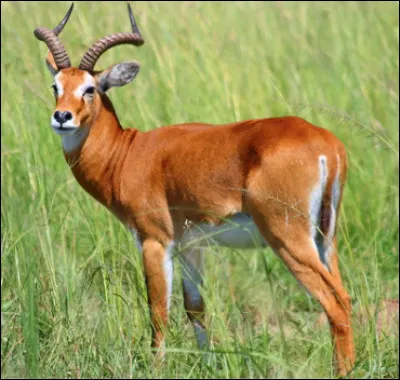 Quelle est cette antilope africaine des marais et des savanes dont le mâle porte des cornes recourbées ?