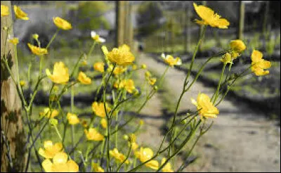 Quelle est cette jolie mauvaise herbe ?