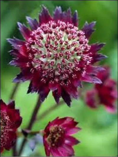 Trouvez le nom de cette fleur !