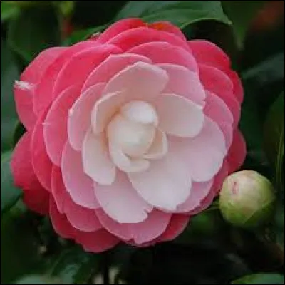 Fleurs connues sous le nom de "cháhuā" en chinois.