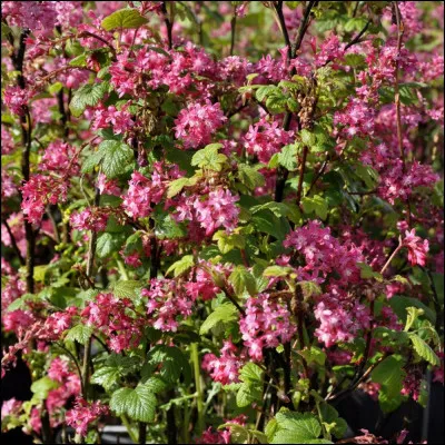 Les vins blancs de ce terroir méridional ont un bouquet floral soutenu : agrumes, bergamote. Quelle est cette appellation ?