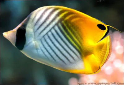 Je ne nomme Ikatere.