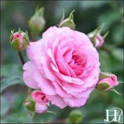 Quelle est la famille des roses ?