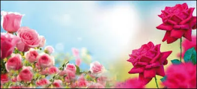 Chez les Grecs, à qui était la rose ?