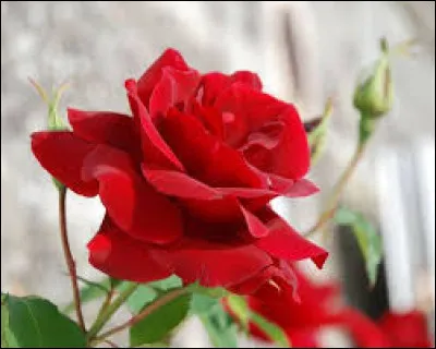 Vrai ou faux - La rose est la fleur nationale de la Bulgarie.