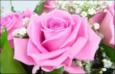 Le jour de la saint Marc, la tradition veut qu'un boccolo (bouton) de rose soit offert aux dames, à :