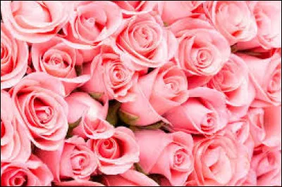 Quelle est la capitale française de la rose ?