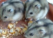 Quiz Connais-tu bien le hamster russe ?