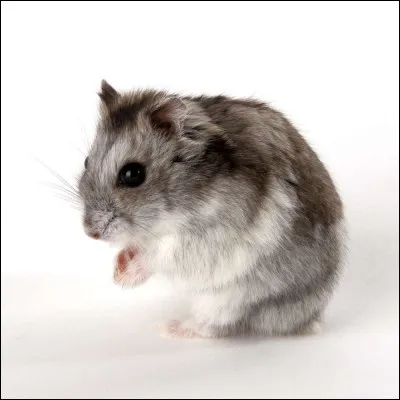Quelle est l'espérance de vie du hamster russe ? (cela dépend des conditions de vie de l'animal)