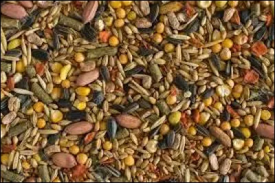 Les mélanges de graines sont-ils adaptés à un hamster russe ?