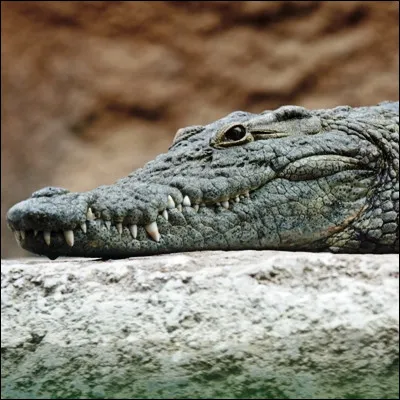 Qui a écrit "Les Yeux jaunes des crocodiles" ?