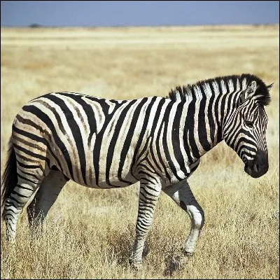 Quel est le cri du zèbre ?