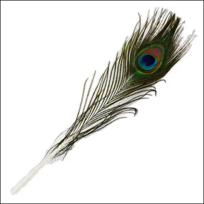 Que préfères-tu chez un animal ?