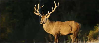 Dans quelle maison veux-tu être ?