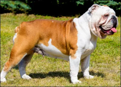 Comment s'appelle cette race de chien ?