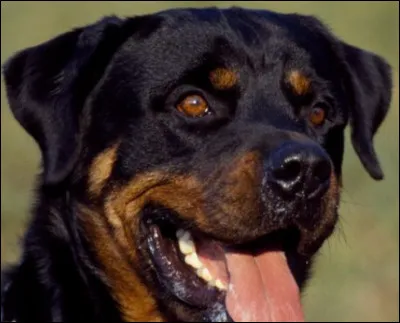 Quelle est cette race de chien ?