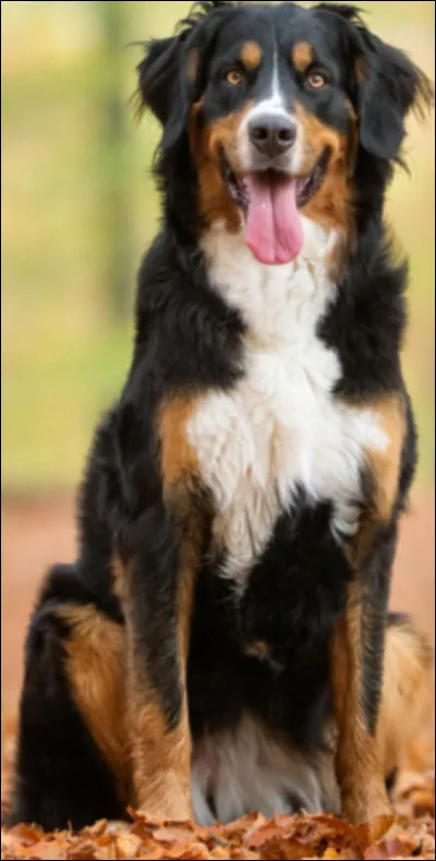 C'est un bouvier bernois :