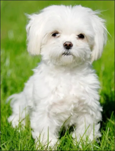Quelle est l'espérance de vie d'un bichon maltais ?