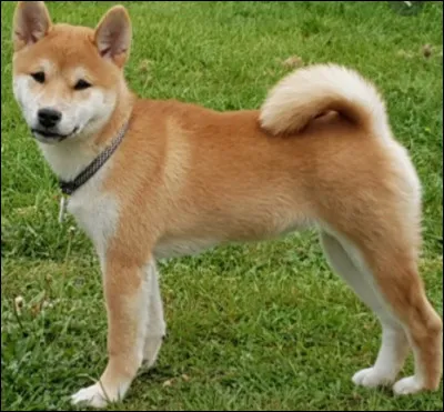 Le shiba est un chien de petite taille.