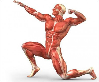 Dans quelle partie du corps trouve-t-on le muscle appelé "grand glutéal" ?