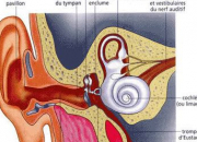 Quiz Le son et le systme auditif