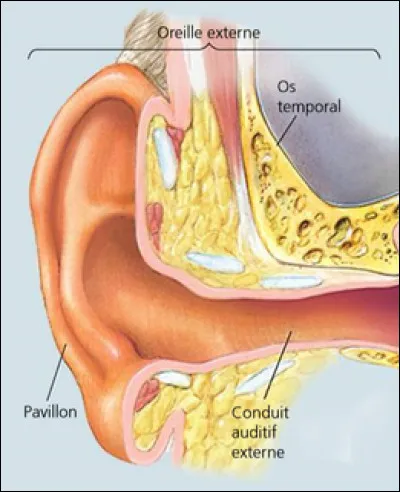 L'oreille externe comprend le pavillon et le conduit auditif externe. Ils reçoivent les sons du milieu extérieur et les redirigent vers l'oreille moyenne. Quelle est la limite entre ces deux parties de l'oreille ?