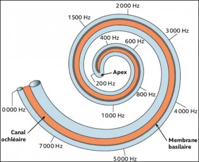 Les premiers récepteurs de fréquences à être endommagés sont les récepteurs de fréquences...