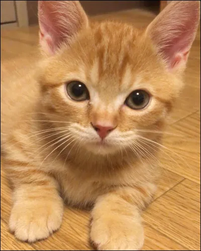 Laquelle de ses filles est une chatte au pelage doré (officiel) ?