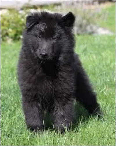 De quelle race est ce chiot ?