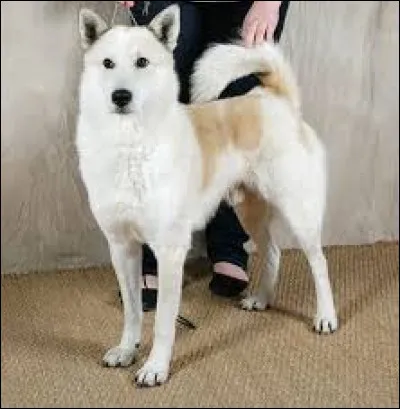 De quelle race est ce chien ?