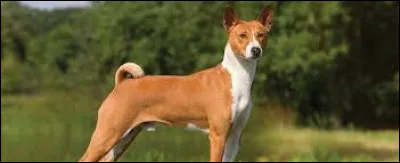 De quelle race est ce chien ?