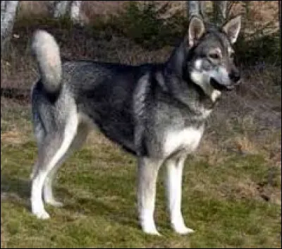 Quelle est cette race de chien ?