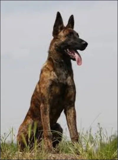 De quelle race est ce chien ?