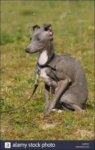 De quelle race est ce chiot ?