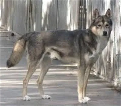 De quelle race est ce chien ?