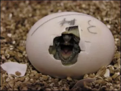 Prends ton temps pour trouver la réponse, rien ne sert de courir !