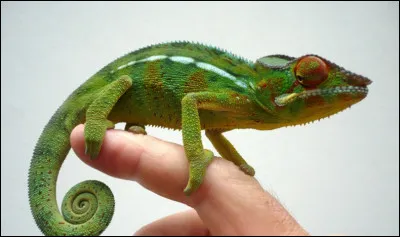 J'échange mon identité contre une mèche de cheveux !