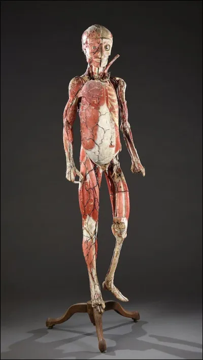 Combien de muscles l'être humain possède-t-il ?