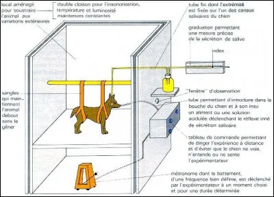 Quel scientifique a découvert le principe des réflexes conditionnés ?