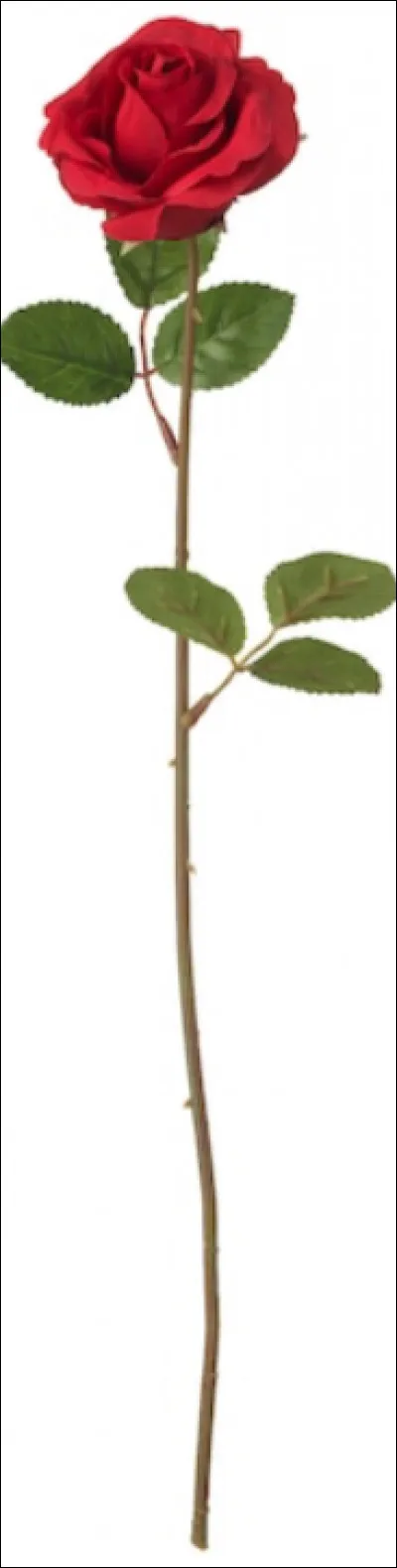 Comment s'appelle cette fleur ?