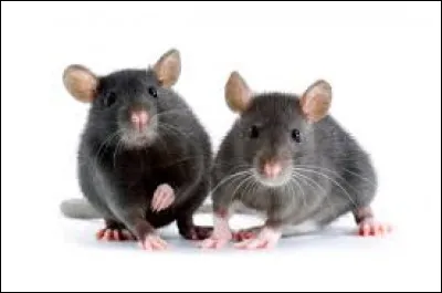 Si vous &eacute;chouez, vous allez ronger votre frein !