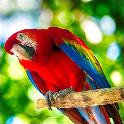 Si tu devais manger la m&ecirc;me chose qu'un de ces animaux, lequel choisirais-tu ?