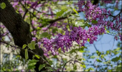 De quelle région du monde l'hévéa est-il originaire ?