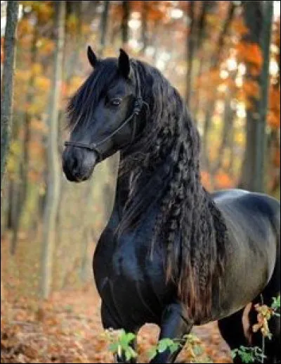 Combien mesure le frison au garrot (à peu près) ?