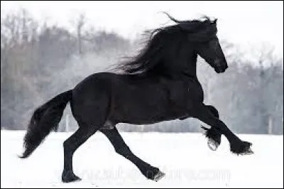 De quel sang est le frison ?